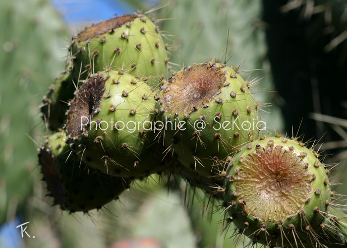 Cactus fruits