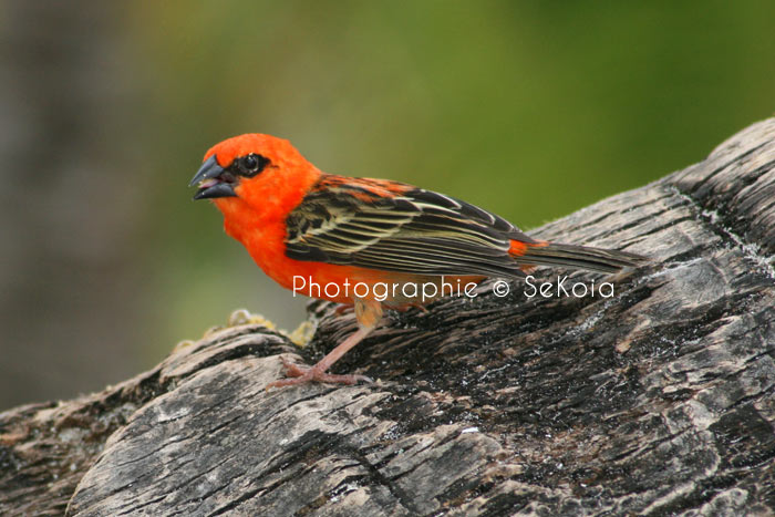 Cardinal-ile-maurice