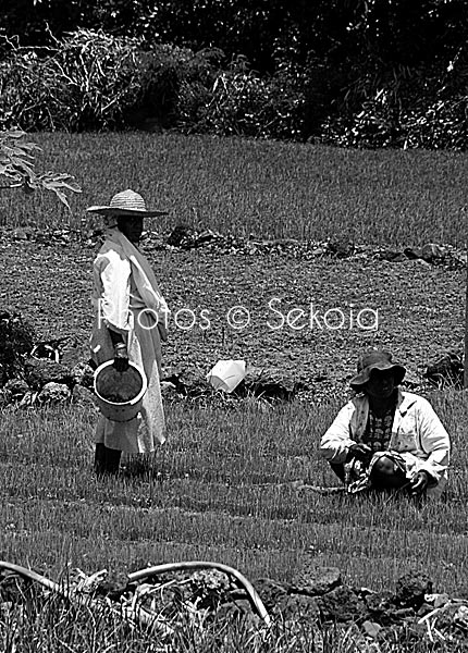 Ile Maurice noir et blanc