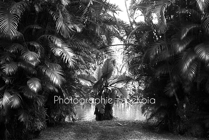 Photographe Ile Maurice noir et blanc