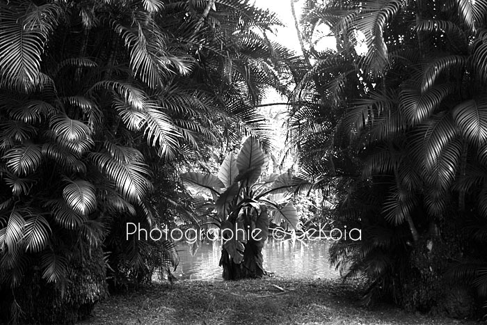 Photographe Ile Maurice noir et blanc