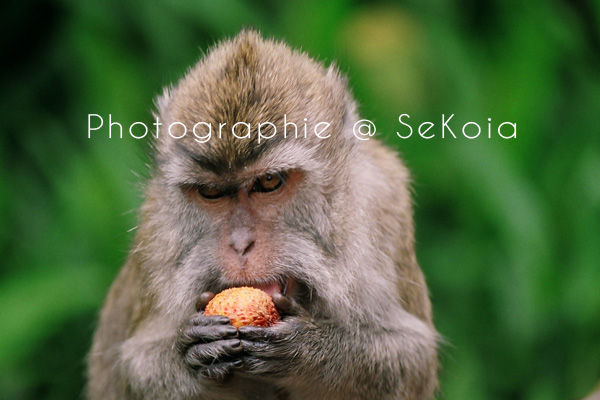 Macaque ile Maurice