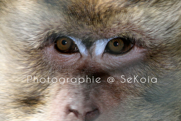 Macaque ile Maurice