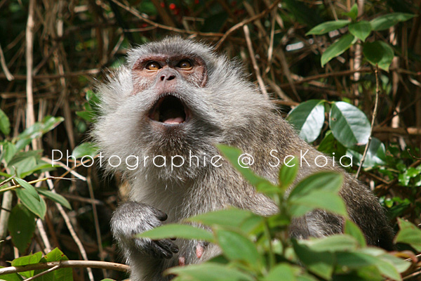 Macaque ile Maurice