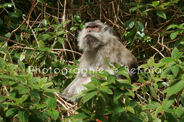 Macaque ile Maurice