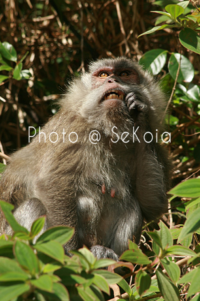 Macaque ile Maurice