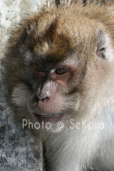 Macaque ile Maurice