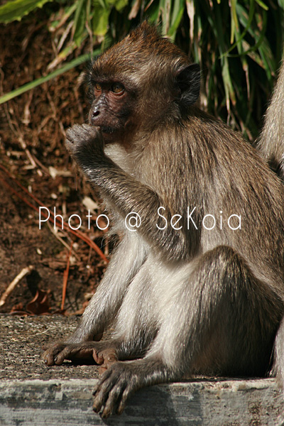 Macaque ile Maurice