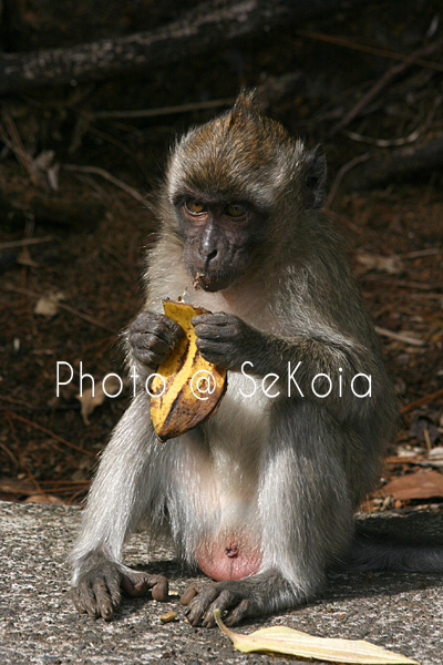 Macaque ile Maurice