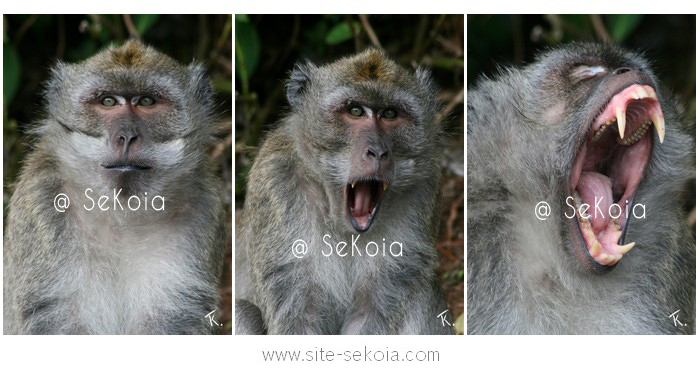 Macaque ile Maurice