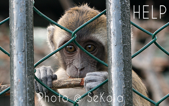 Macaque ile Maurice