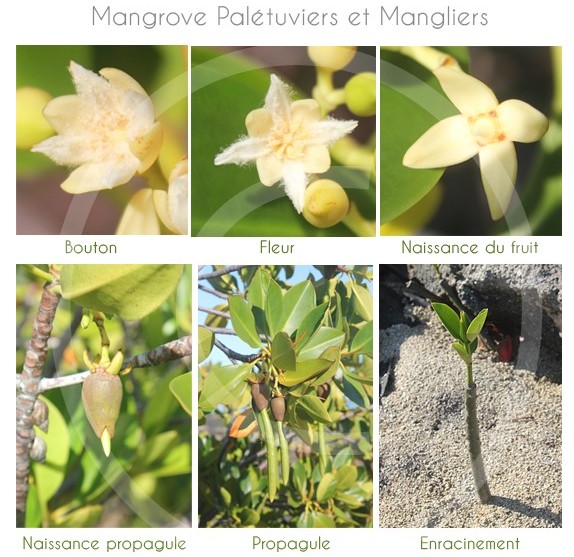 Mangove-ile-maurice-03