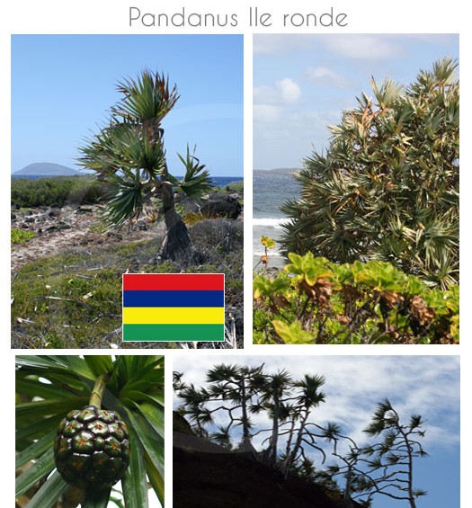 Pandanus-vacoas-ile-maurice