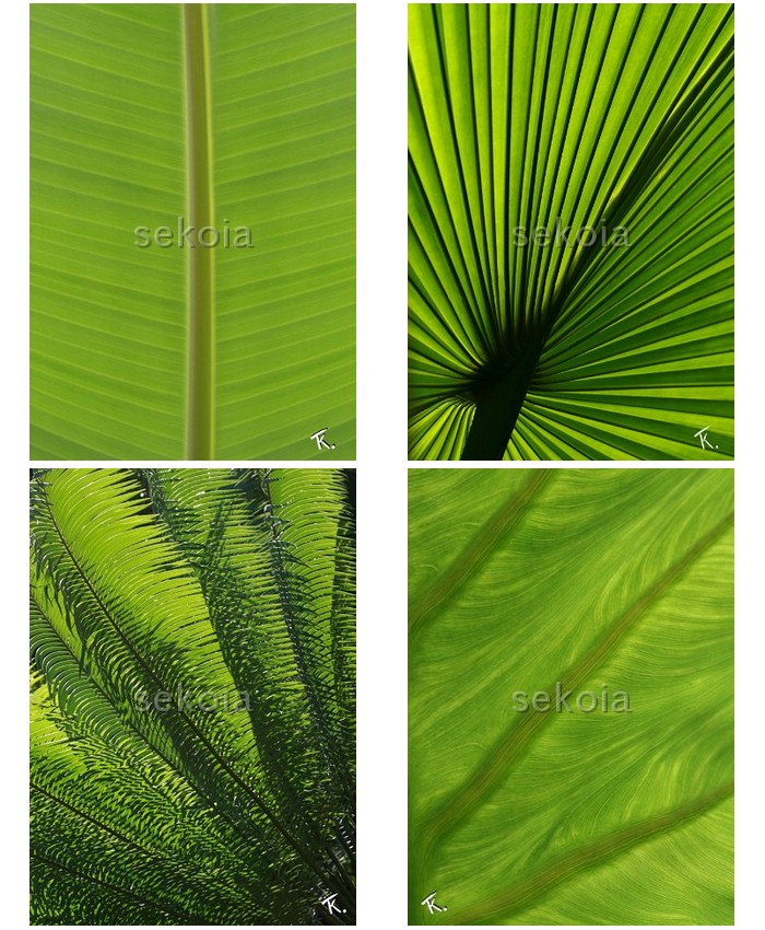 Photos-nature-feuilles