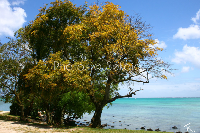 Sekoia-guide-ile-maurice-100