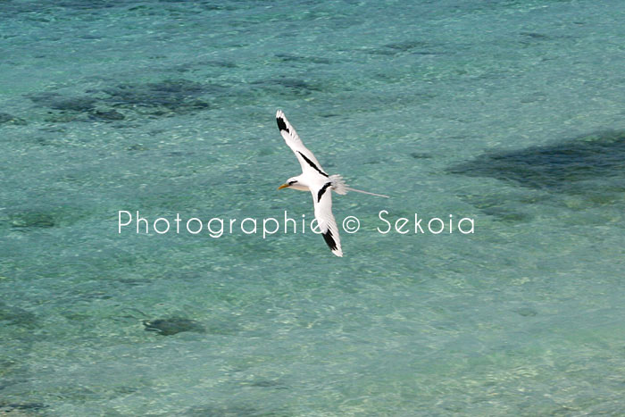 Sekoia-guide-ile-maurice-105