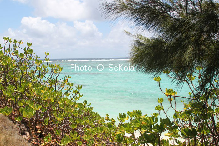 Sekoia-guide-ile-maurice-109