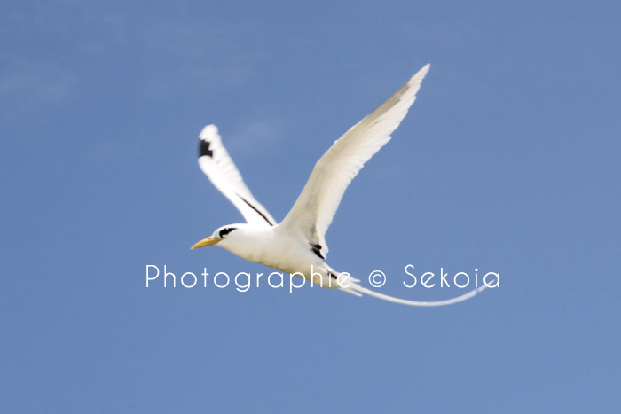 Sekoia-guide-ile-maurice-117