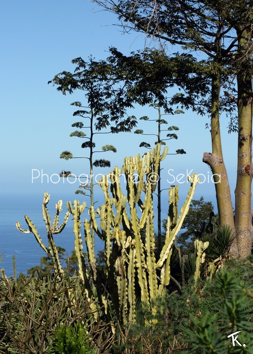 Cactus et plantes grasses