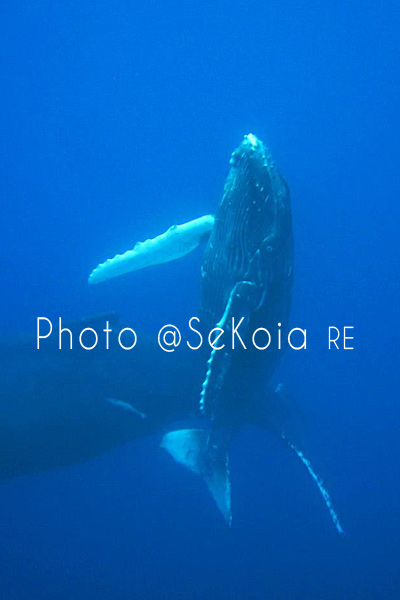 Baleines océan Indien