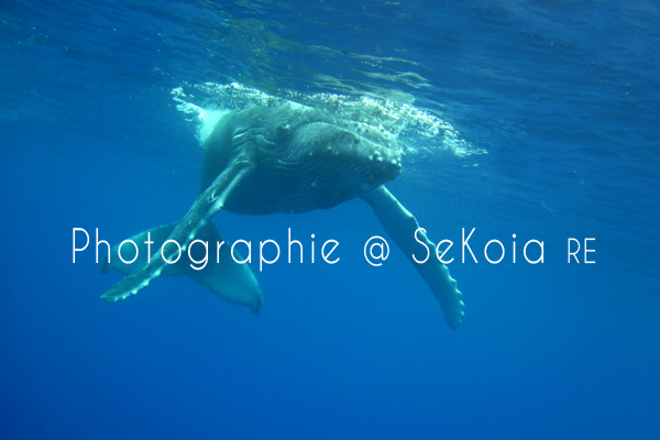 Baleines océan Indien