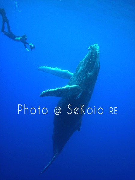 Baleines océan Indien