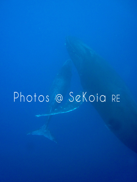 Baleines océan indien