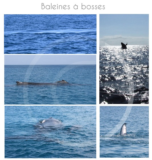 baleines-ile-maurice