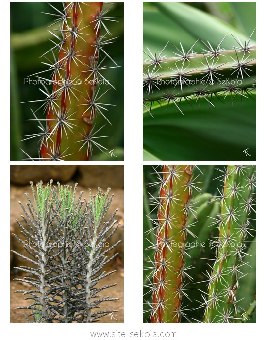 Cactus et plantes grasses