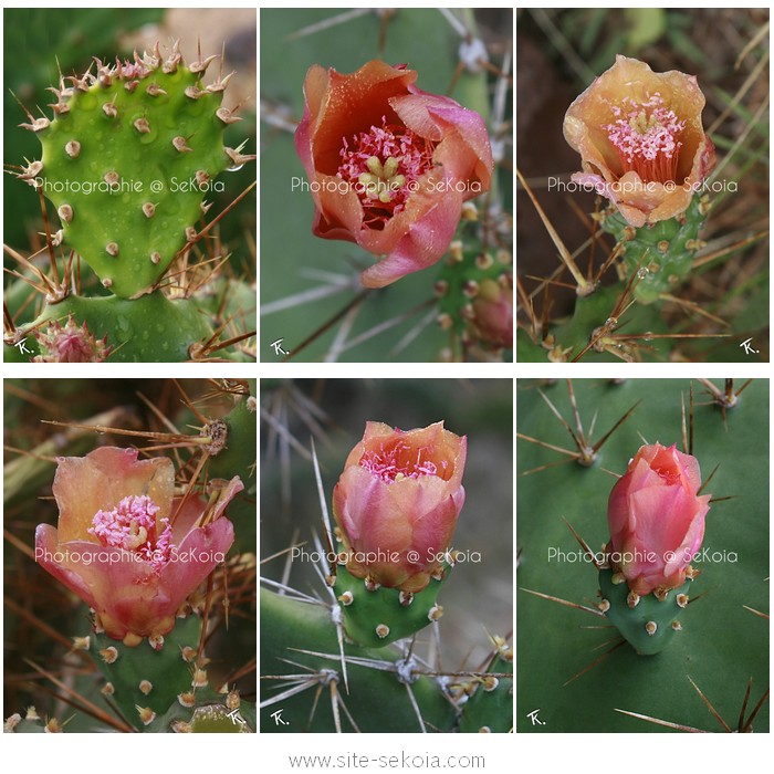 Cactus en fleur