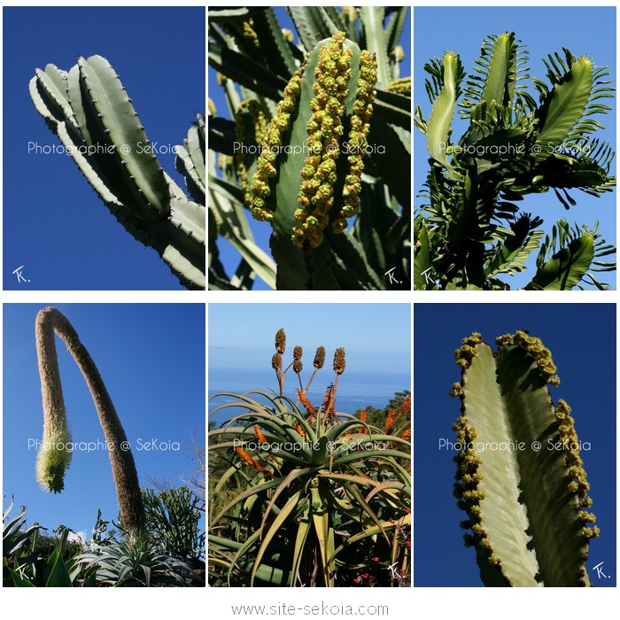 Cactus et plantes grasses