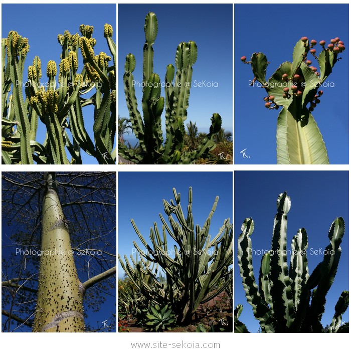 Cactus et plantes grasses