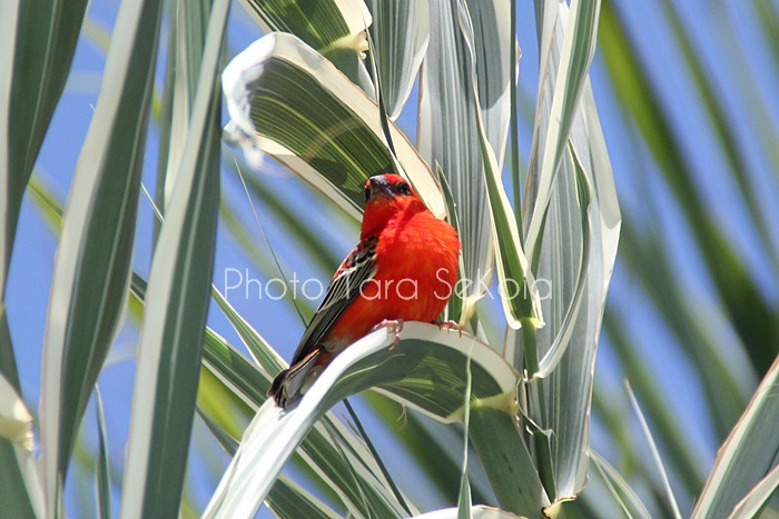 cardinal-ocean-indien-0001