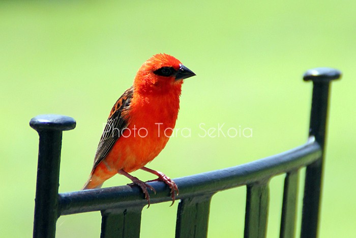 cardinal-ocean-indien-0002