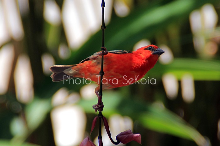 cardinal-ocean-indien-0003