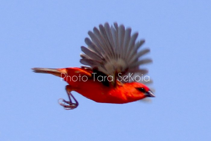 cardinal-ocean-indien-0005