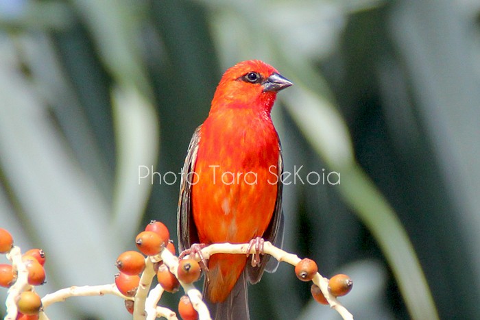 cardinal-ocean-indien-0007