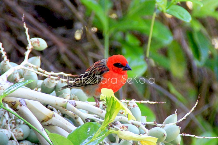 cardinal-ocean-indien-0008