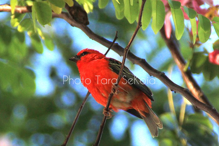 cardinal-ocean-indien-0009