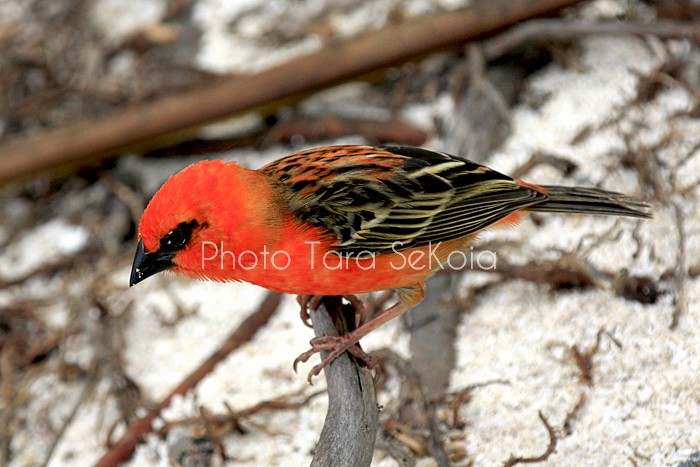 cardinal-ocean-indien-0011