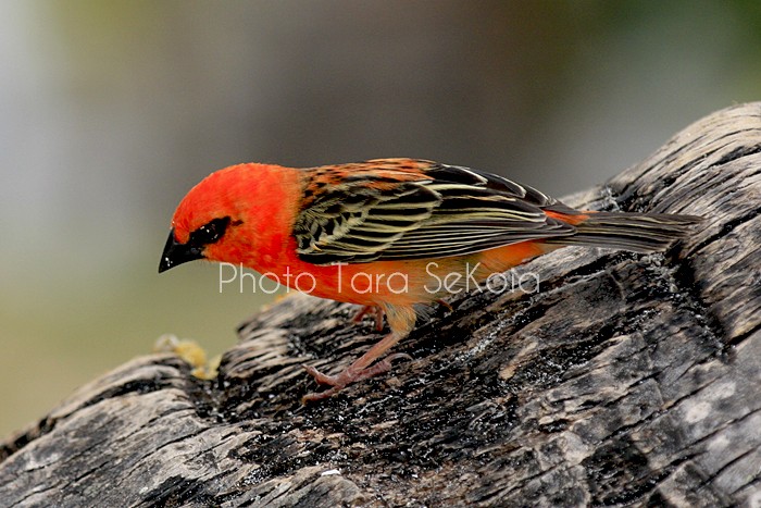 cardinal-ocean-indien-0012