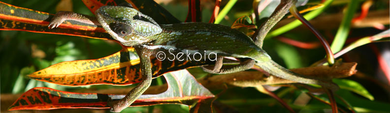 chameleon - caméléon