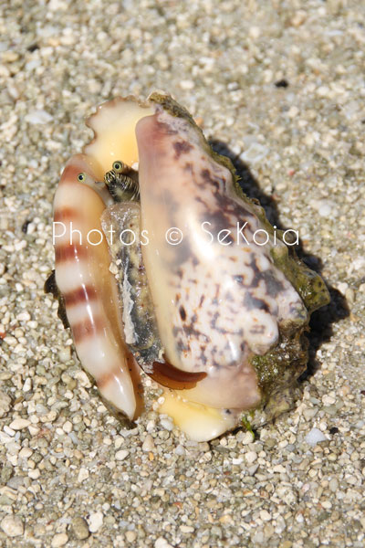 Coquillage océan Indien