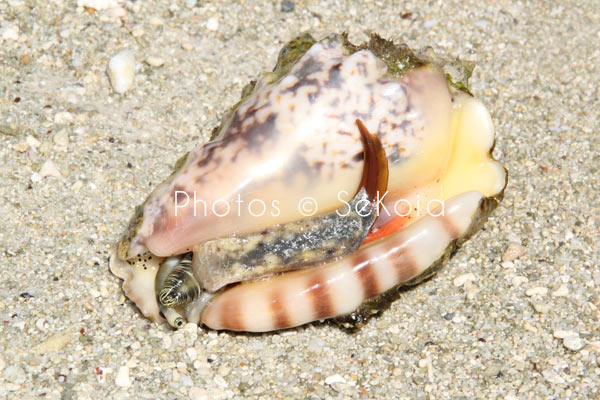 Coquillage océan Indien