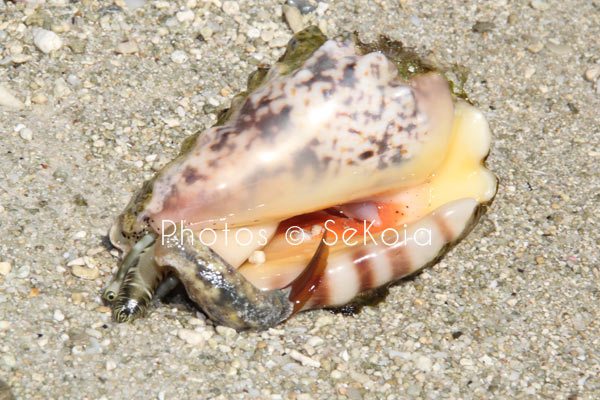 Coquillage océan Indien