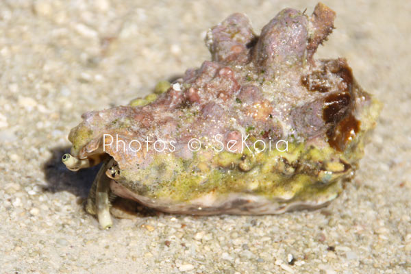 Coquillage Maurice Réunion