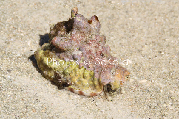 Coquillage océan Indien