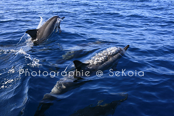 Dauphins ile Maurice