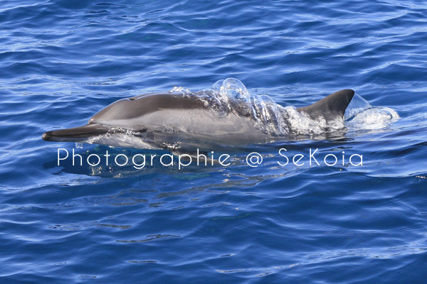 Dauphins ile Maurice