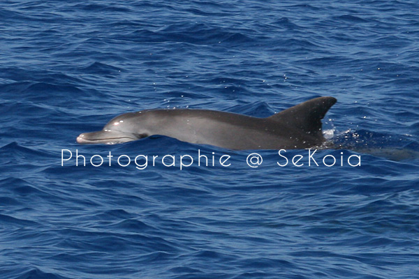 Dauphins ile Maurice